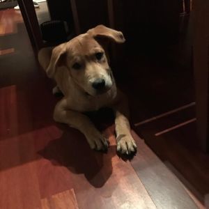 Meet your Posher, Mia